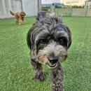 공감애견학교 이미지