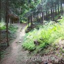 두동편백 이미지