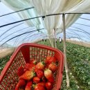 서안농장 이미지