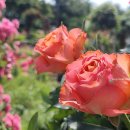 GS25 행당벽산점 | 서울 성동구 대현산 장미원 찾아가는 방법