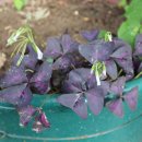 간송도로변 이미지