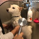 도그비잉펫케어 이미지