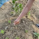 용산2농장 이미지