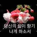 한분 Daum카페