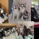 아메숏 캐터리 이미지