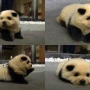 이쁜강아지 이미지