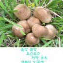 살롬