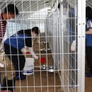 강아지본부 이미지