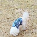 평택바른동물약국 네이버블로그