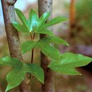 완도 주도 상록수림 이미지