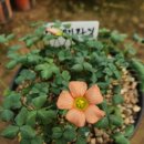 데이라잇