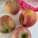 노브랜드 고래잇페스타 사과 50% 할인 후기 🍎