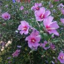 무궁화100리길 이미지