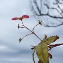 대왕수천 이미지