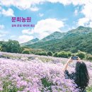 문희꽃밭 이미지