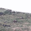 하모리-17 이미지