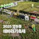 해바라기2 | 2025 영천동 해바라기 축제 서귀포 10월 행사