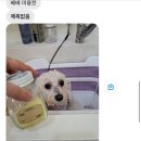 슈가펫살롱 네이버블로그