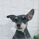 아라펫살롱 이미지