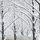 스테이치목 이미지