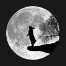 신 달토끼 이미지