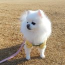 컴포트휴 | 바잇미 컴포트 강아지 하네스v2 컴포트 강아지 하네스 SET 후기