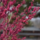 포항시북구65 | 포항 봄꽃 매화 명소 '원법사' 실시간 개화 현황(26.3.17 기준) 및 아기랑 다녀온 후기