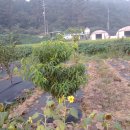 임피농장 이미지