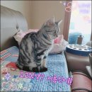 [14회 대구펫쇼] 참가 업체 소개및 업체별 이벤트 알아보기 ①