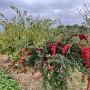 죽성쌀롱 이미지