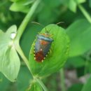 뽕잎 막국수 이미지