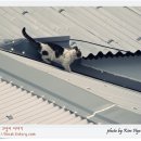 양철지붕위의고양이 이미지