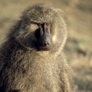 끼리끼리 이미지