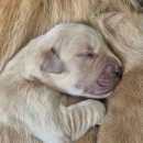 쿨스타스 이미지