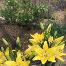 미선농장 이미지