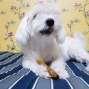 라지독스 이미지