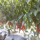 인주농장 이미지