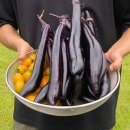 휘파람 | 우리 가족 텃밭의 고민 해결사, '휘파람소리' 유황규산 비료 후기 👨‍👩‍👧‍👦