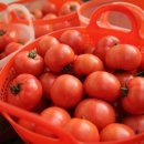 친환경 토마토 이미지