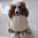 스탠푸켄넬 네이버블로그