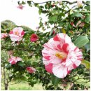 (주)클린동서남북 | 삼성 제습기 장점 리뷰 및 19%할인 구매 방법