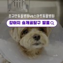 24시 스마트동물병원(신사본원) | 강아지 슬개골 탈구 수술 병원 발품 솔직후기 | 부천 조규만 vs 신사 스마트 정형외과