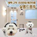 아이앤유 애견미용샵 | 평택 고덕 프리미엄 애견미용샵 추천 | 살롱 드 몽뚜 후기