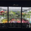 개성만점 손글씨 | 춘천 퇴계동 하이꽃집, 이번 주 냉장고 속 꽃 소개 , 11월 넷째주