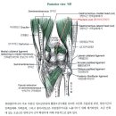 12 - Plantaris 장딴지빗근 족척근(足蹠筋) 이미지