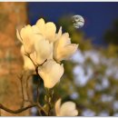 군포초교 티스토리