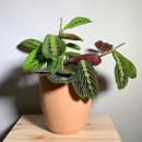 반려식물키우기 이미지