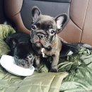 도안동물병원 이미지