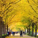 은행나무길 이미지