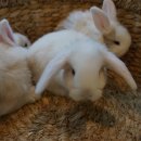 와우펫앤쥬 부산점 이미지